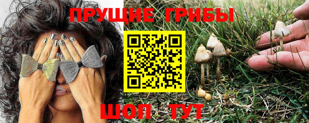 Пенза  Псилоцибиновые грибы Psilocybine cubensis  Вход с VPN 